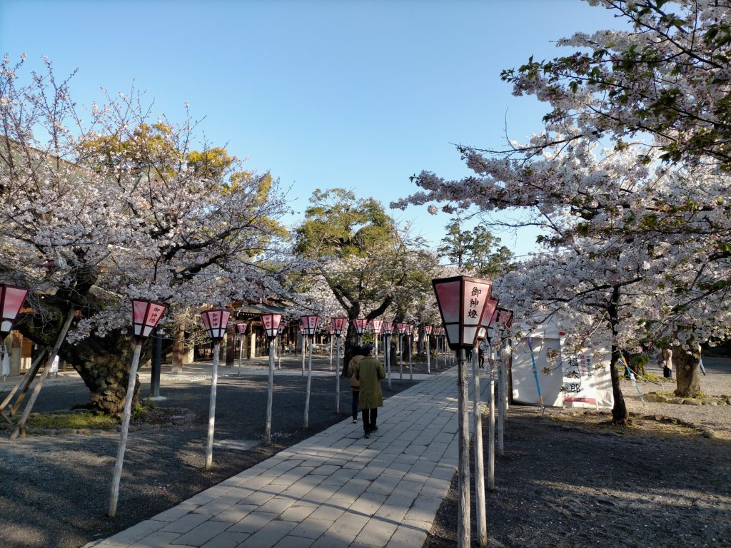 三嶋大社の桜